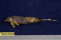 藏品(灰喉山椒鳥)的圖片